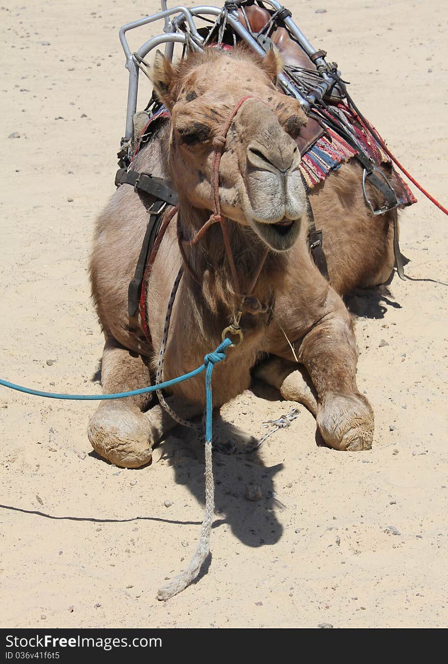 Camel sitting on the Sand. Camel sitting on the Sand