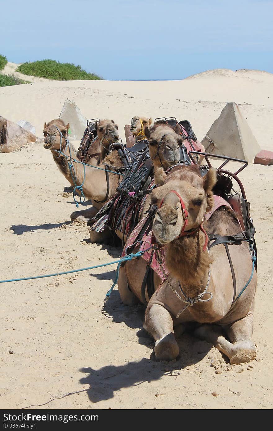 Group of Camels sitting on the Sand