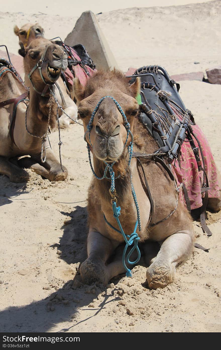 Group of Camels sitting on the Sand