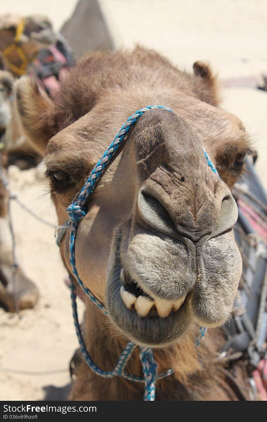 Closeup of a Camel Head