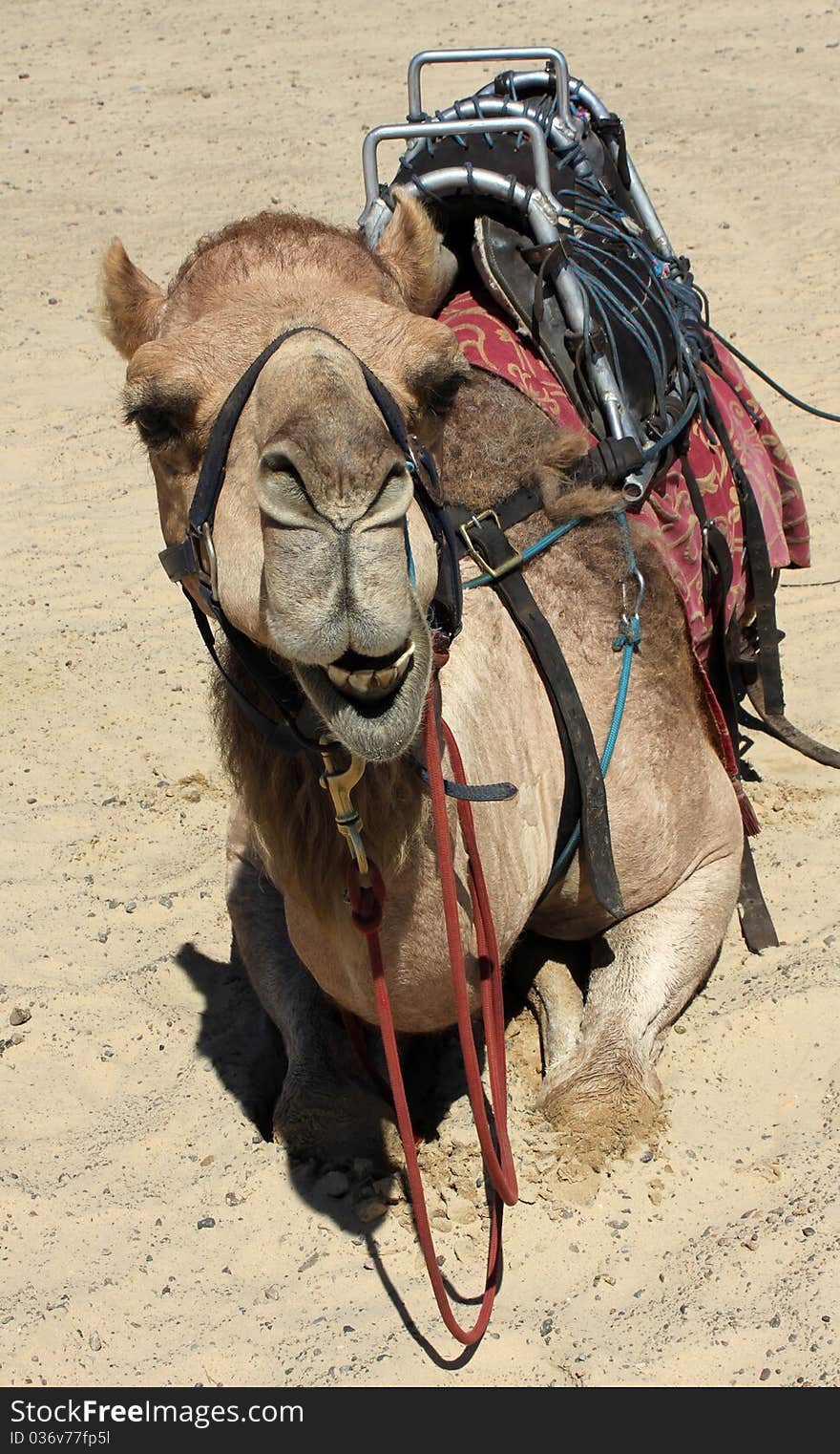 Camel sitting on the Sand. Camel sitting on the Sand