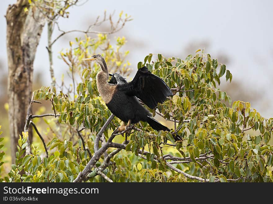 Anhinga in Everglades national park in breeding plumage