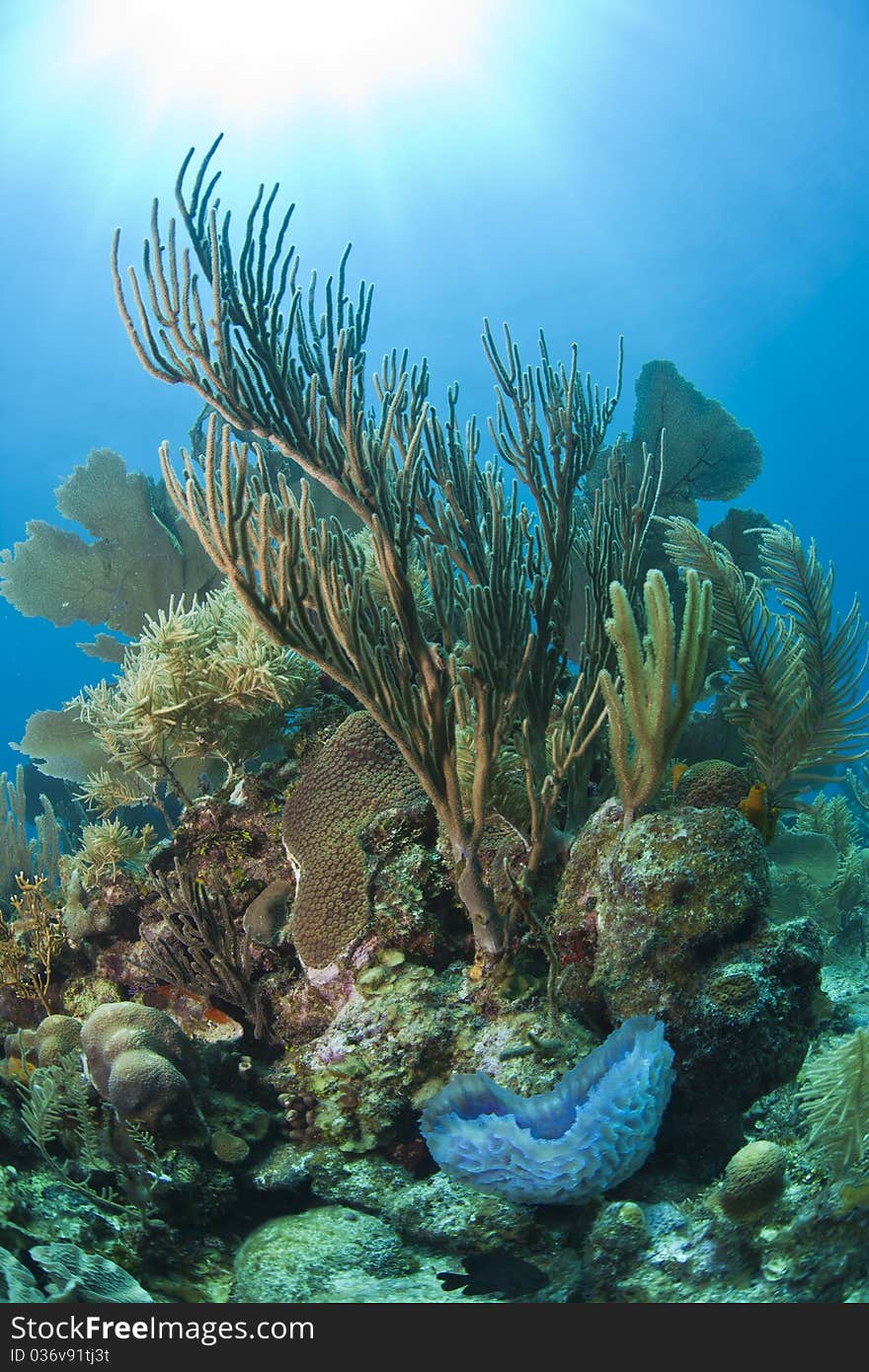 Swaying soft corals in the gentle current