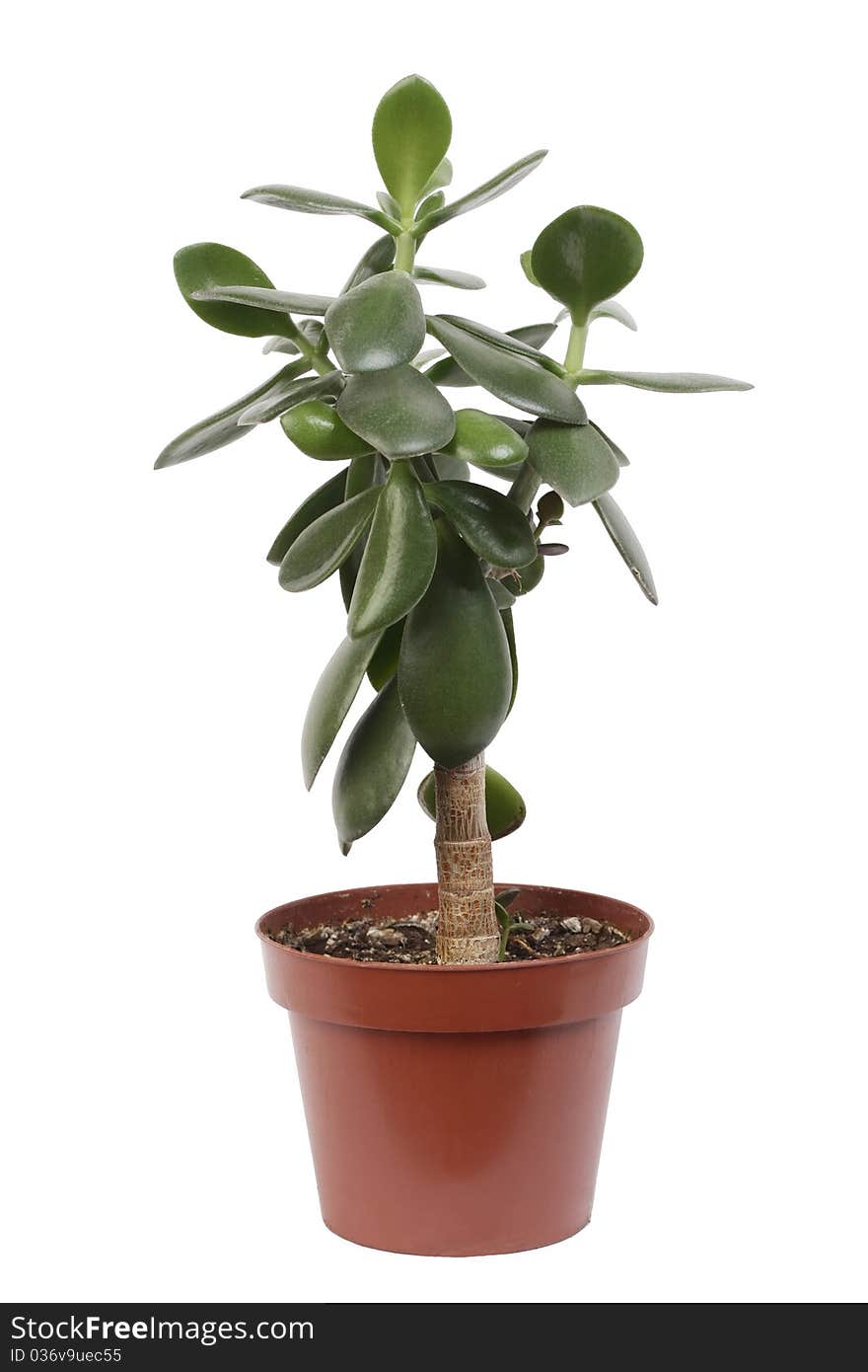 Money green tree in pot isolated on white background