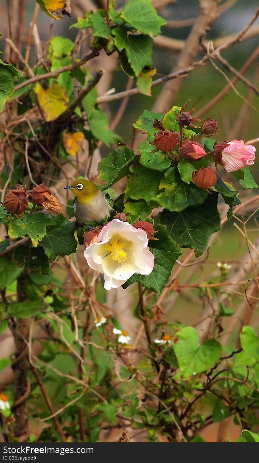 Cute bird sits on a flower