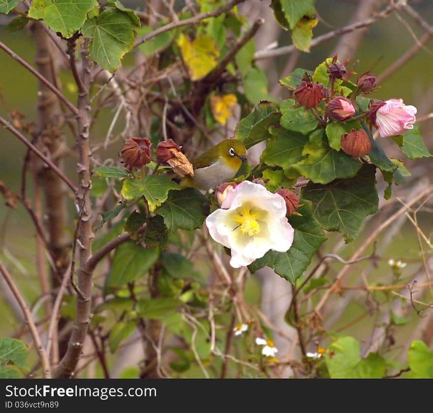 Japanese bird called White Eye rests on a white flower. Japanese bird called White Eye rests on a white flower.