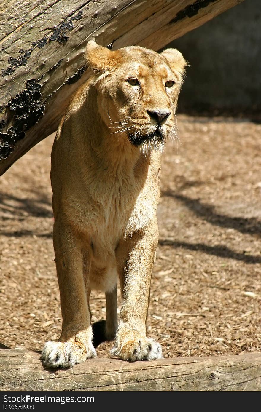 Lion looking at prey