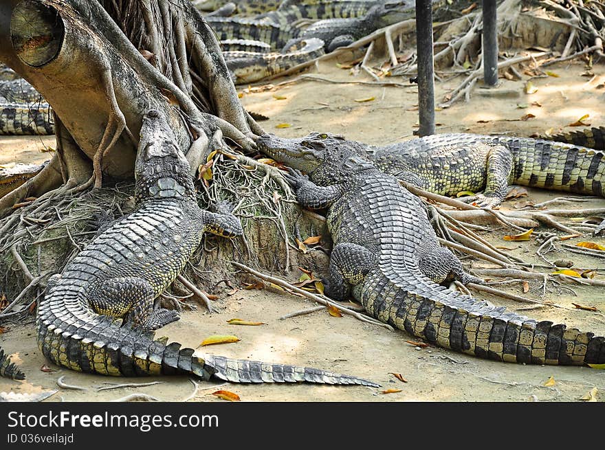 Crocodiles in Sampran farm, Thailand. Crocodiles in Sampran farm, Thailand