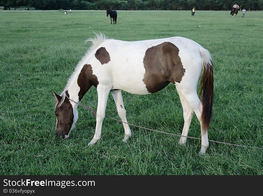 Horse Grazing In Grass Field,Kolkata,India.