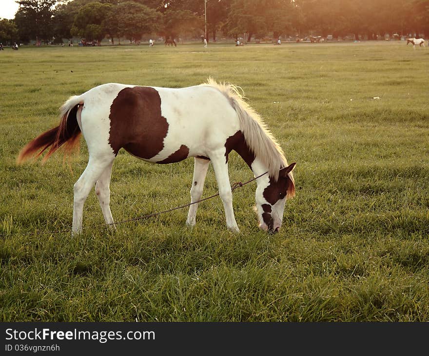 Horse Grazing In Grass Field,Kolkata,India.