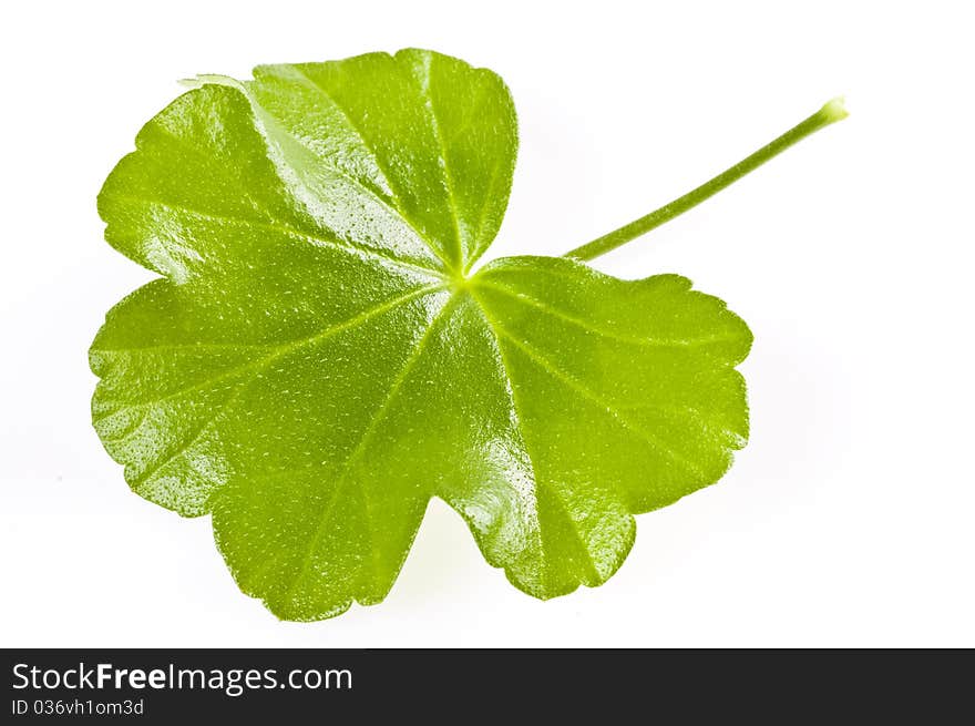 Green Leaf On White