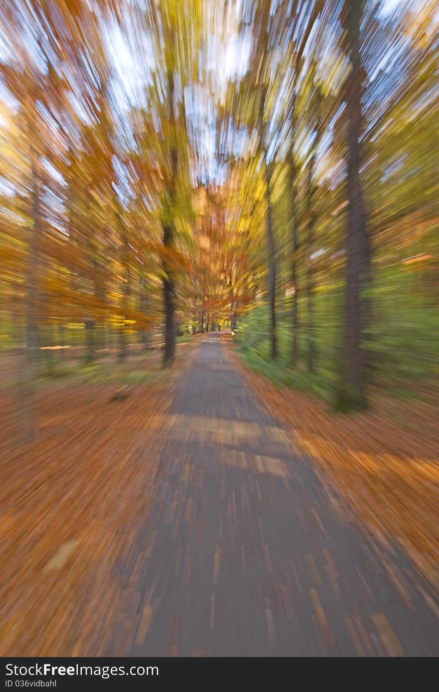 Zoom on the path in the forest