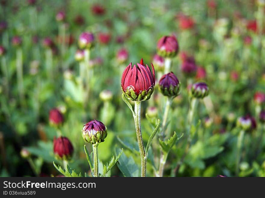 Red chrysanthemum, bud. Very beautiful!