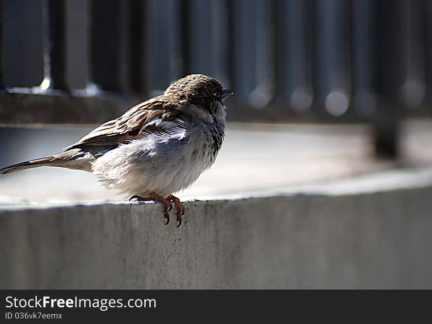 Sparrow sits on the edge of the fence