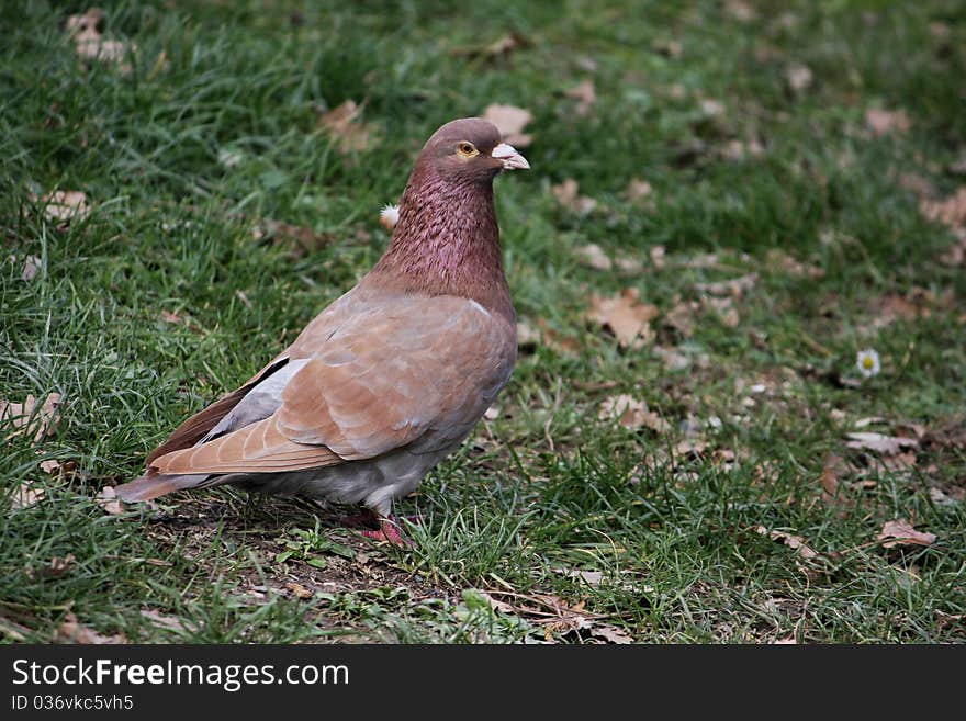 Wild pigeon in the grass.