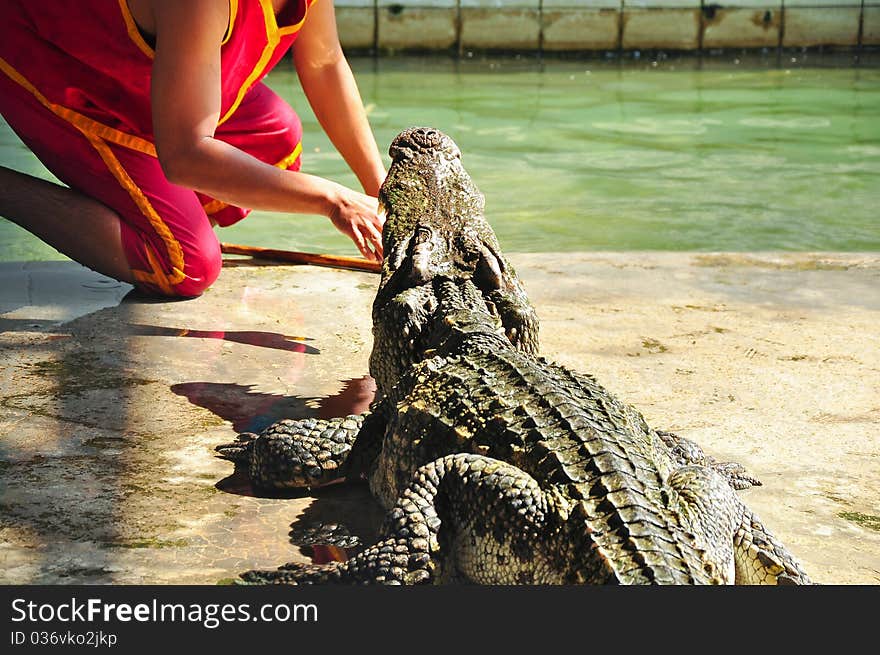 Crocodile show in Thailand.