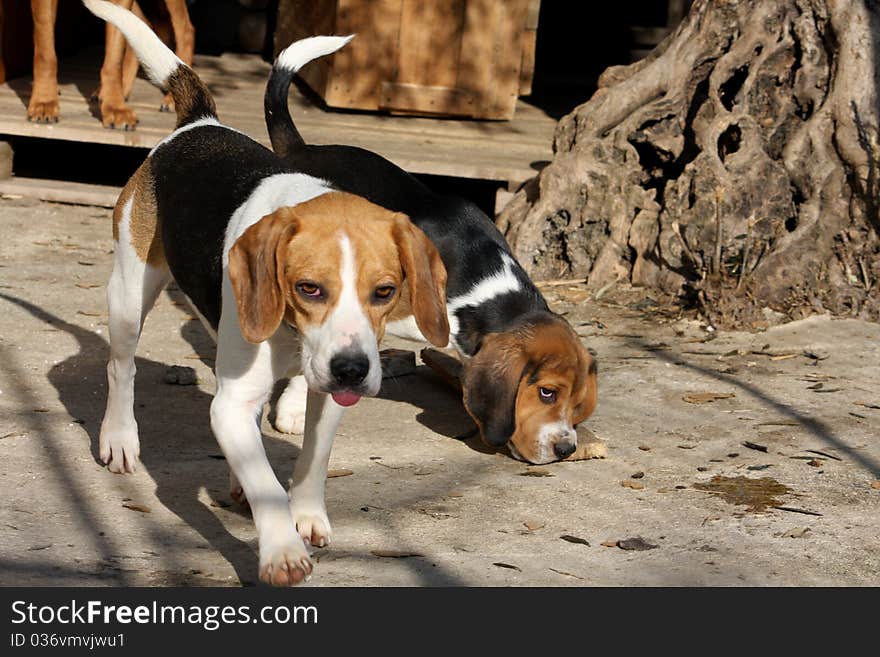 Two dogs are having fun. Two dogs are having fun