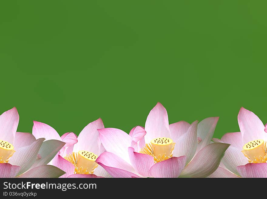 Lotus flower with nice back ground green