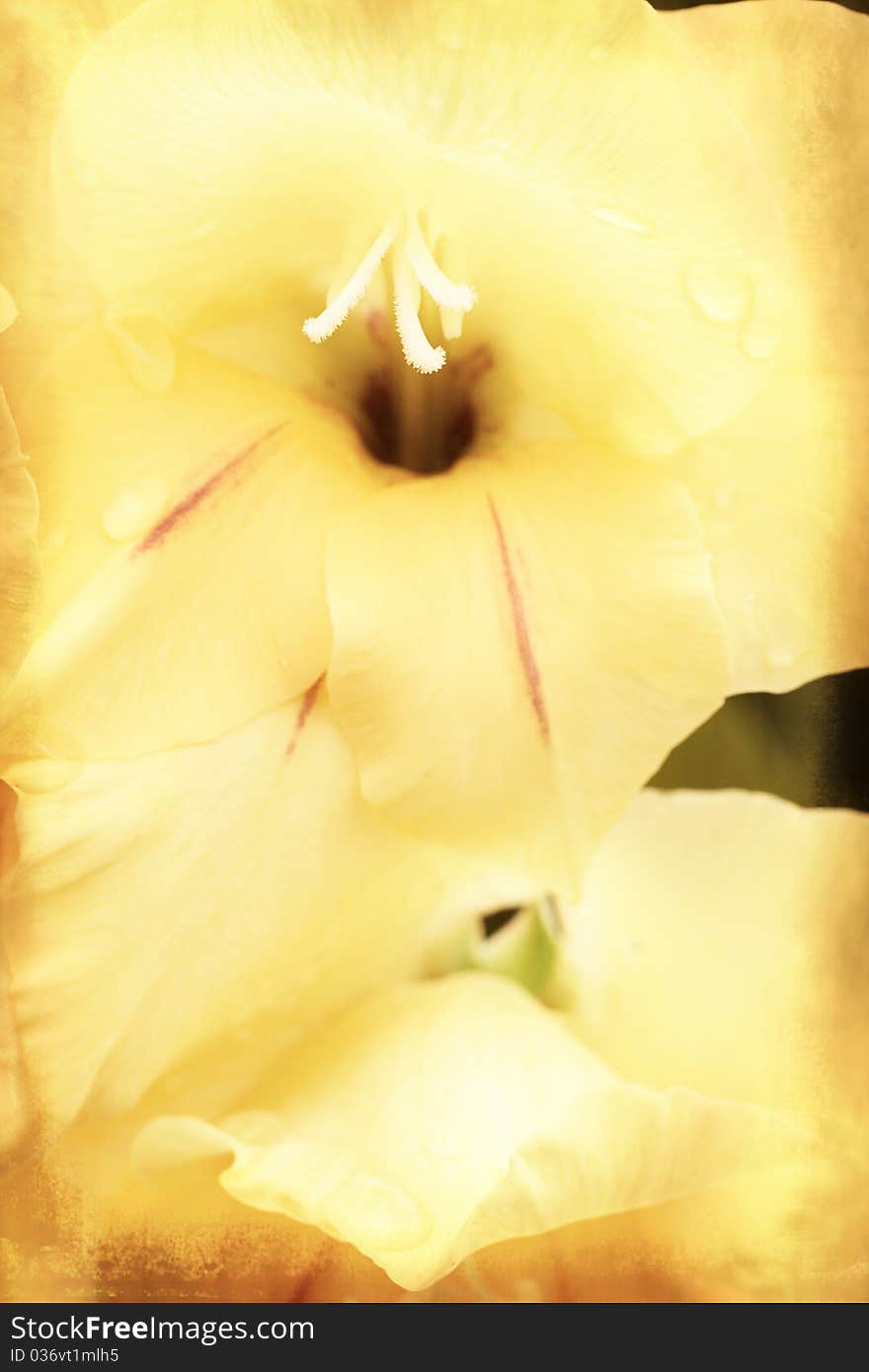 Yellow gladiolus (sword lily) on grunge textured background. Yellow gladiolus (sword lily) on grunge textured background