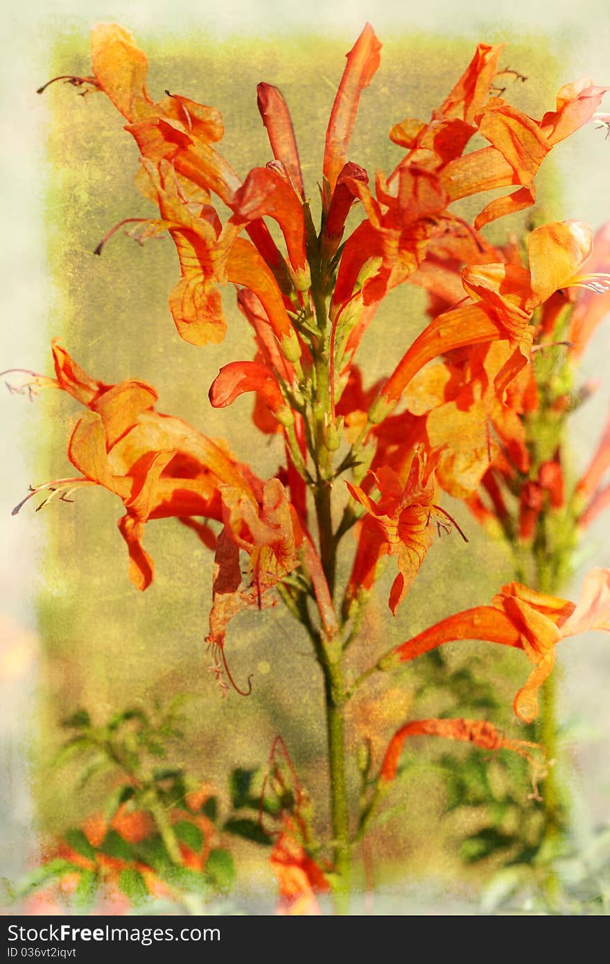 Leonotis flowers (star of the Wild Dagga) on grunge textured background. Leonotis flowers (star of the Wild Dagga) on grunge textured background