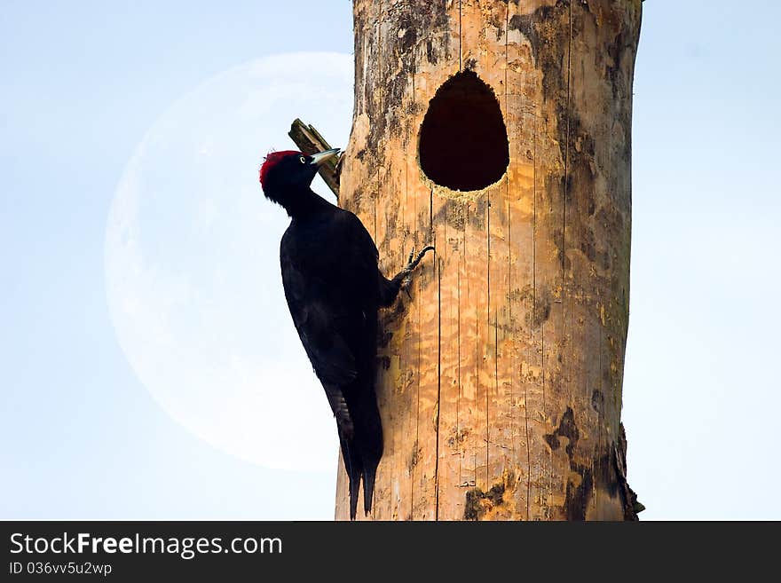 Wild bird sitting on the branches of trees in the forest