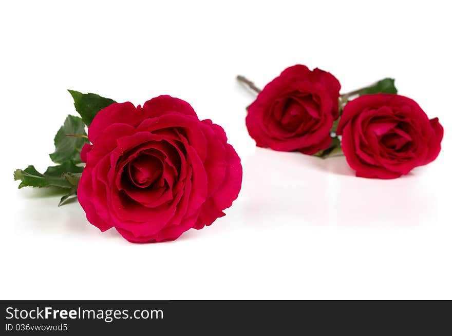 Three roses lying apart on white background. Three roses lying apart on white background