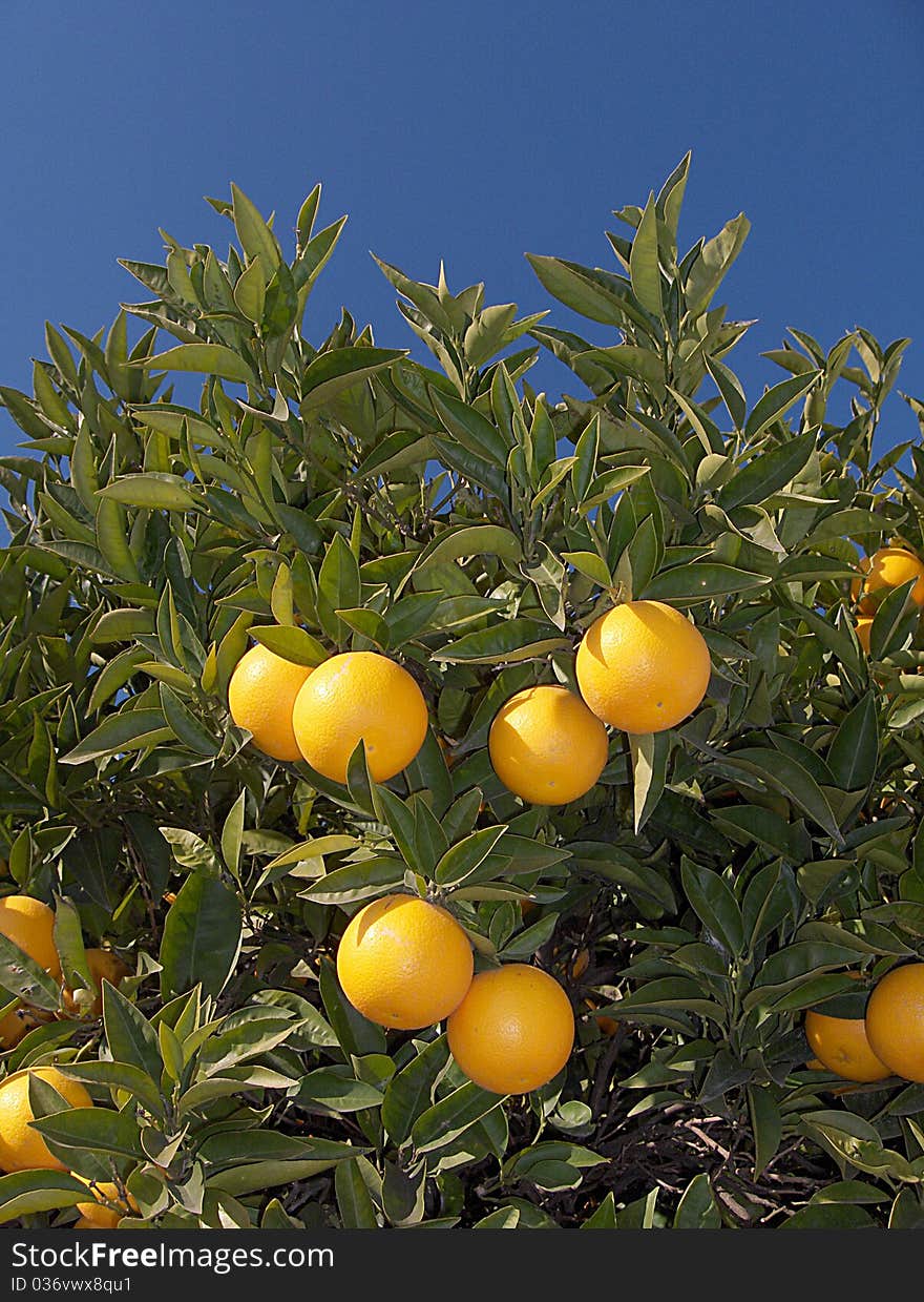 Orange with flower and leaves