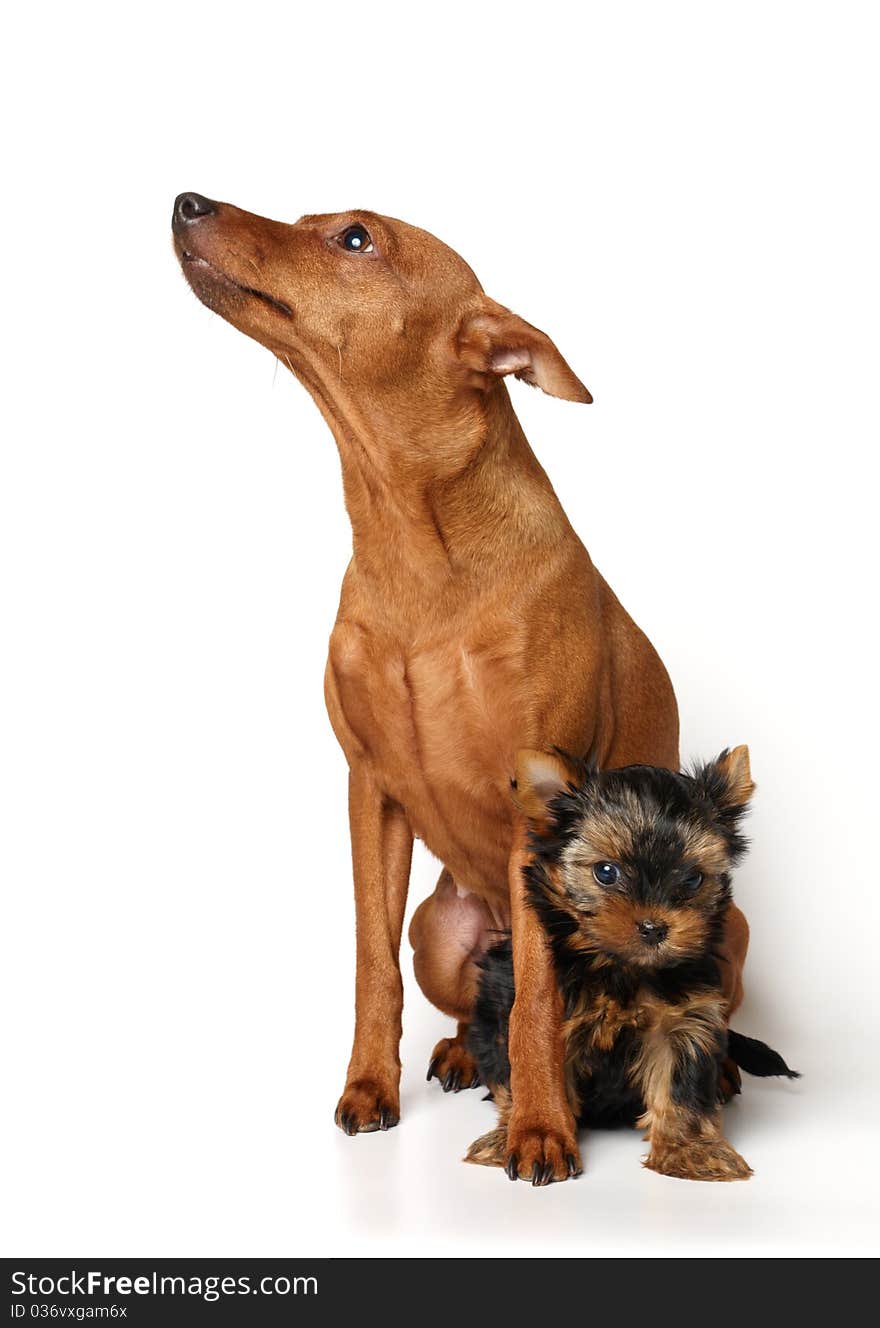 Red Miniature Pinscher and yorkie puppy