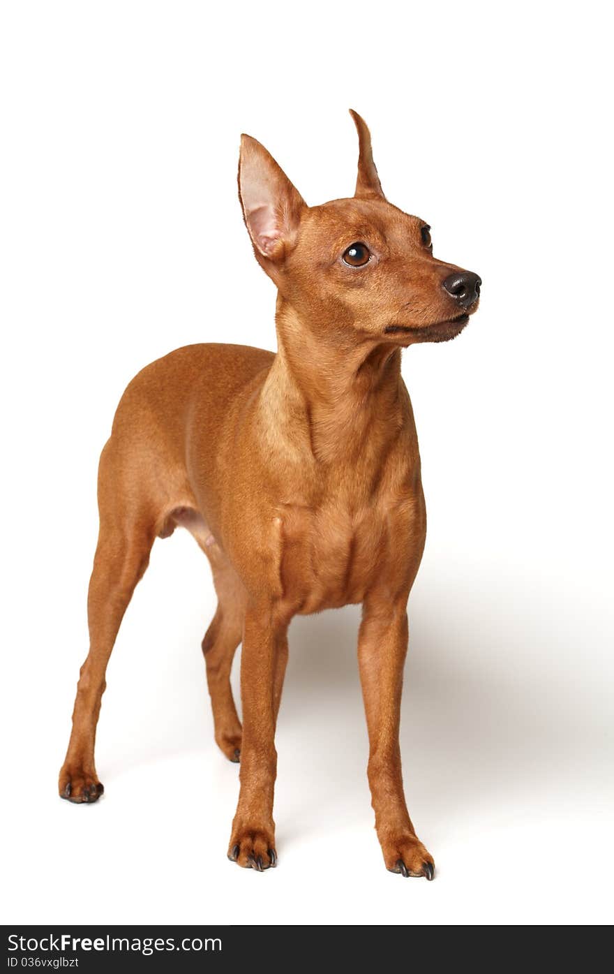 Red Miniature Pinscher