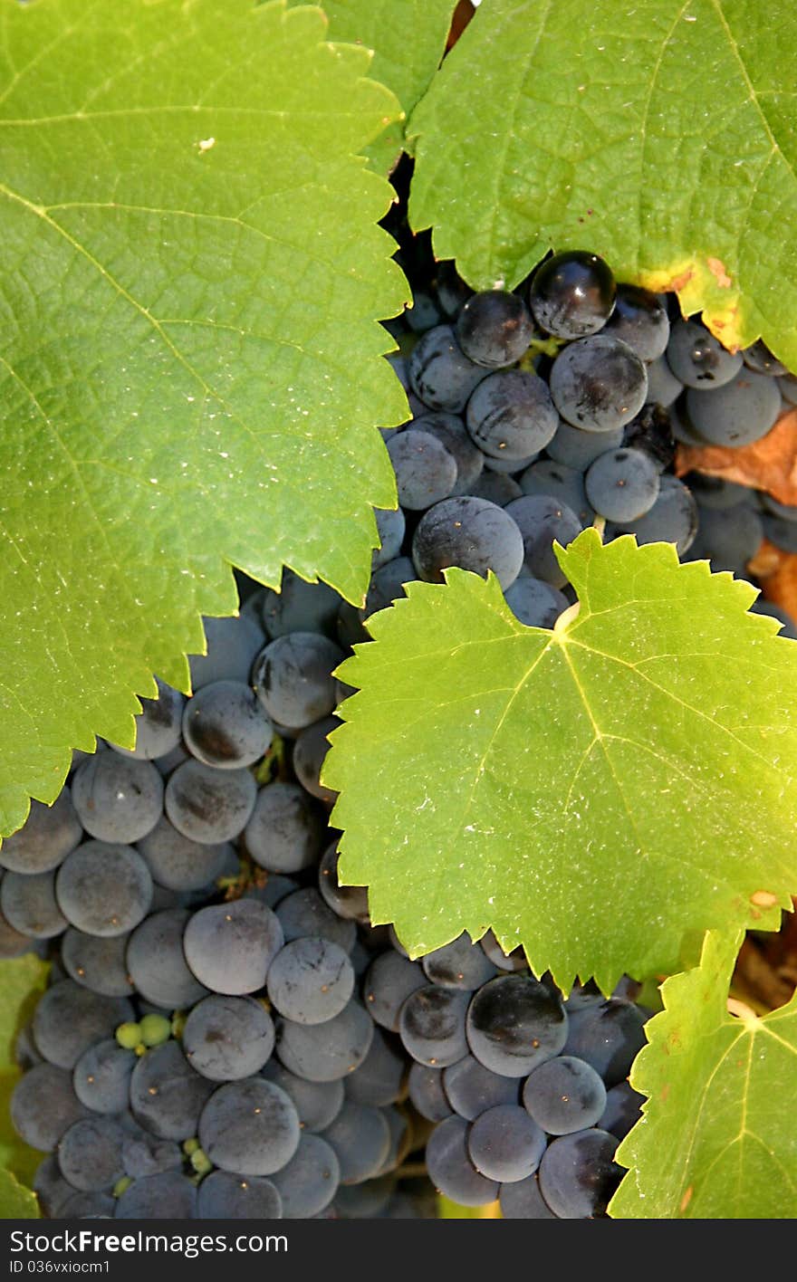 Red grapes in the tree