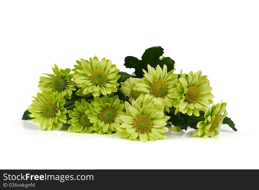 Bunch of green chrysanthemums isolated on white