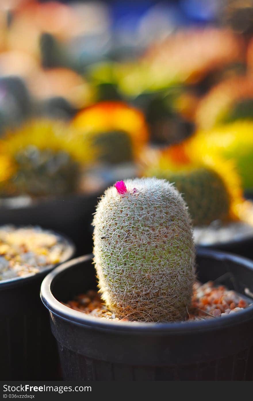 Cactus with small flower and Background