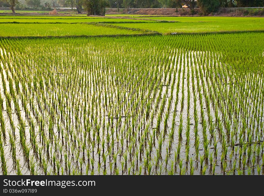 Rice field,Thailand