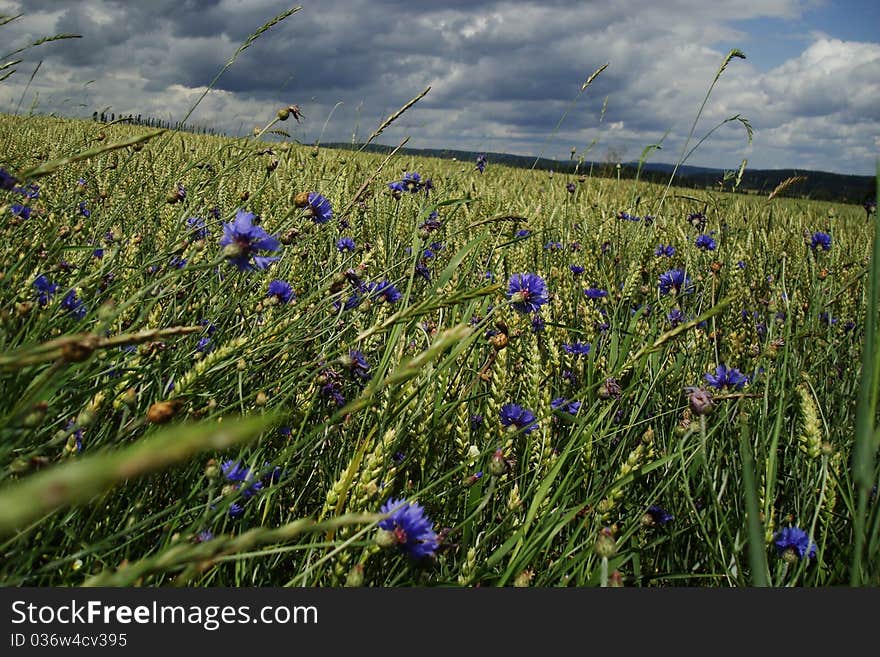 Rye field with cornflowers