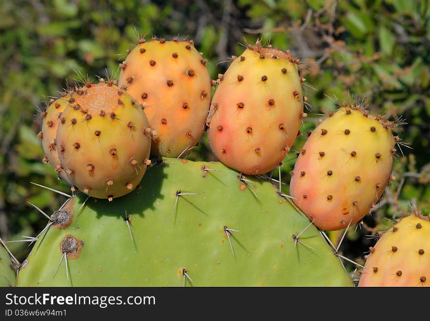 Six ripe opuntia fruits on the mother plant. Six ripe opuntia fruits on the mother plant