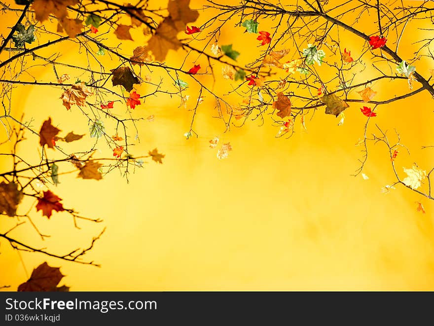 Autumn leaves isolated on yellow background. Autumn leaves isolated on yellow background