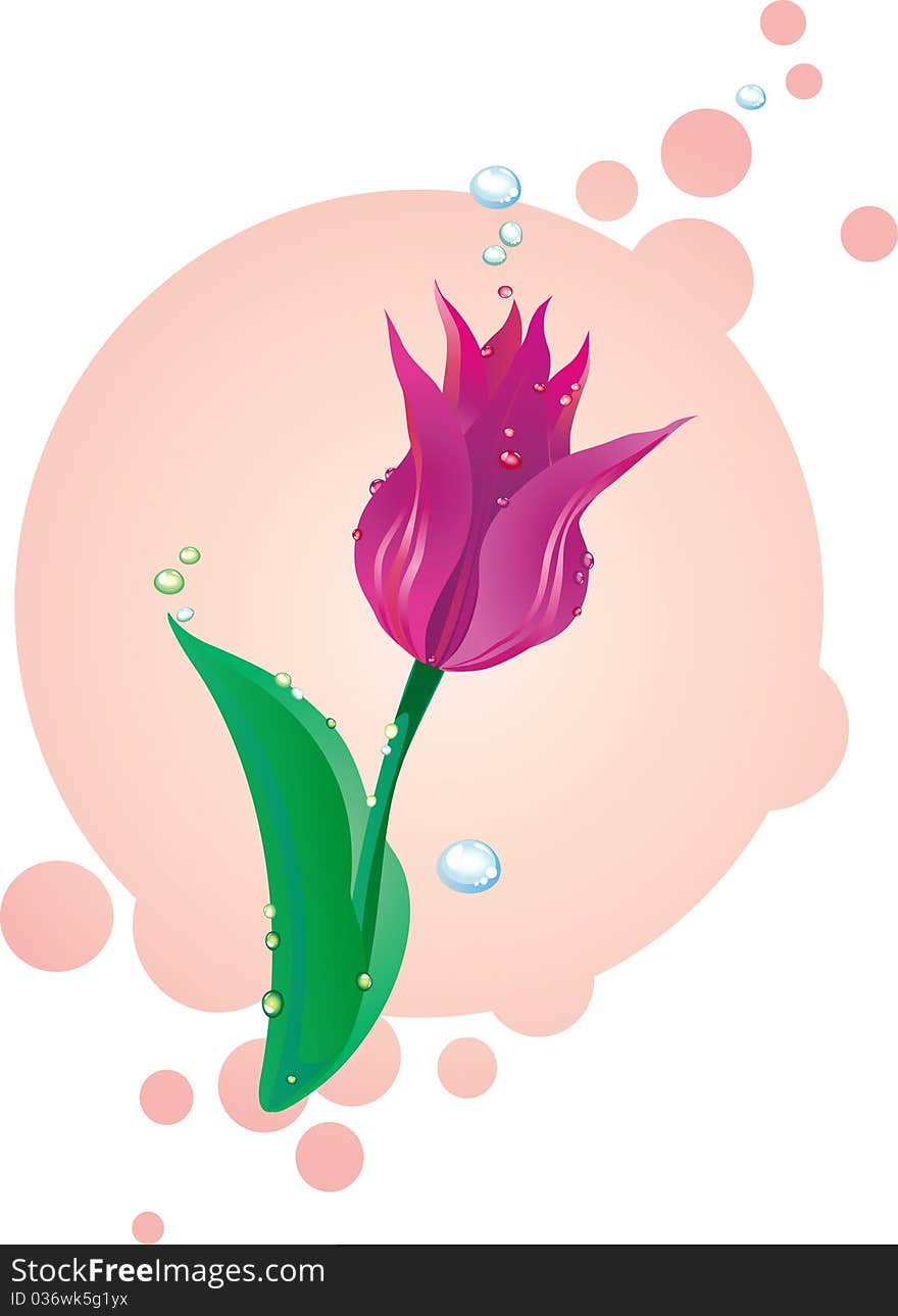 Vector Illustration of lilac tulip