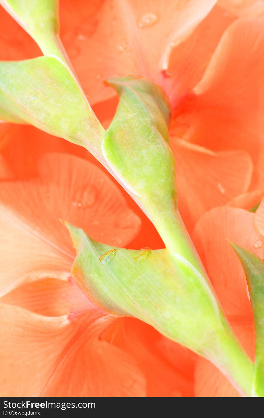 Orange gladiolus (sword lily) in the garden