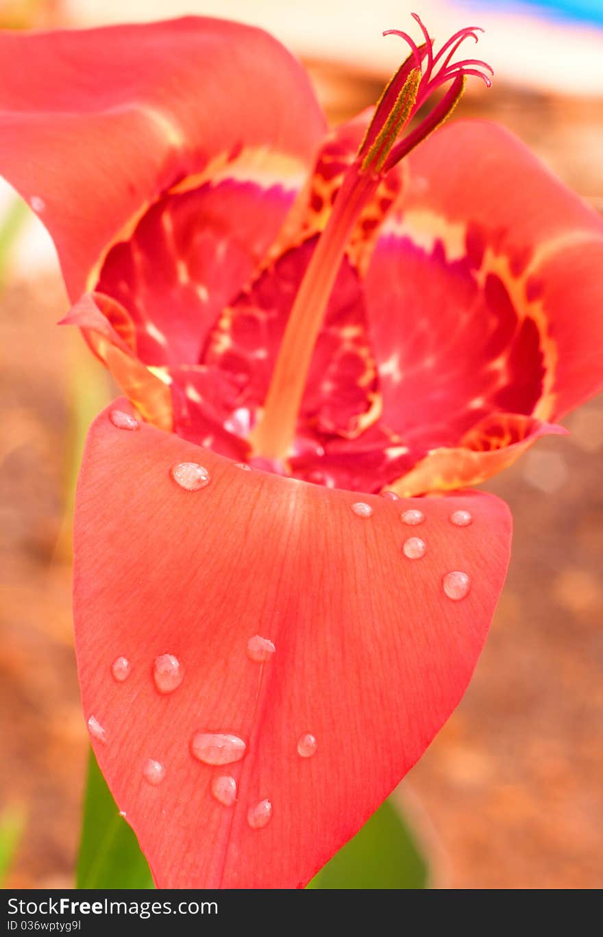 Pink Tigridia pavonia in the garden, macro shot