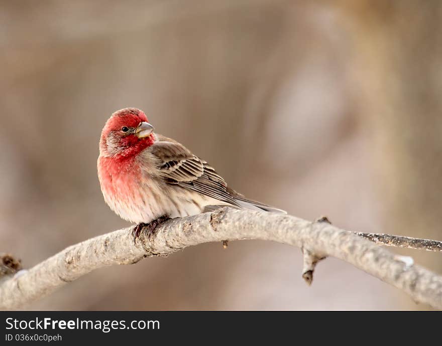 House Finch, Carpodacus mexicanus