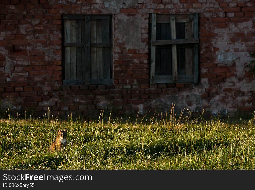 White and orange cat on green grass near house wall with windows