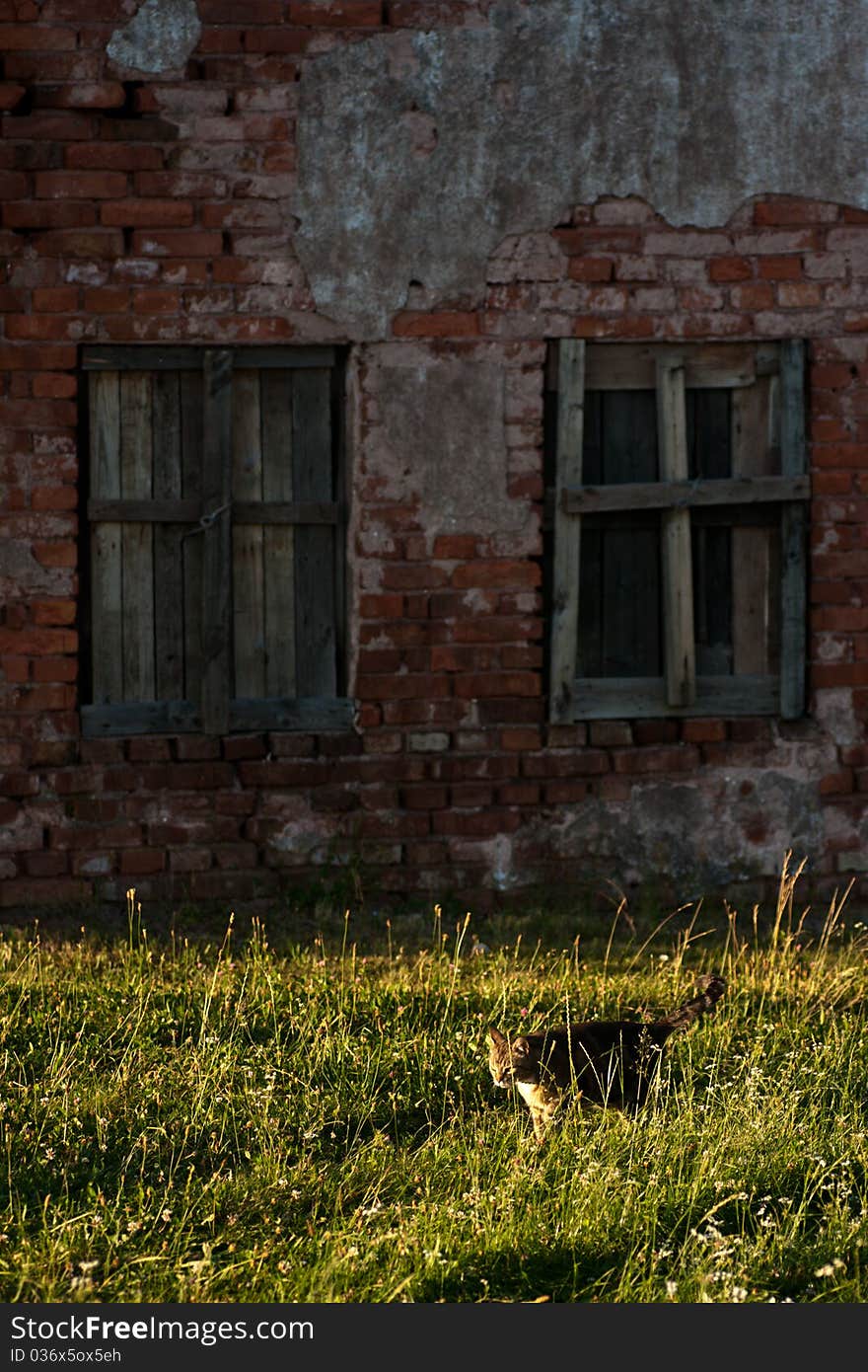 White and orange cat on green grass near house wall with windows