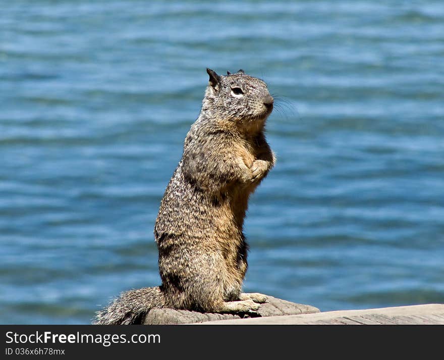 Ground Squirrel in Lake Tahoe