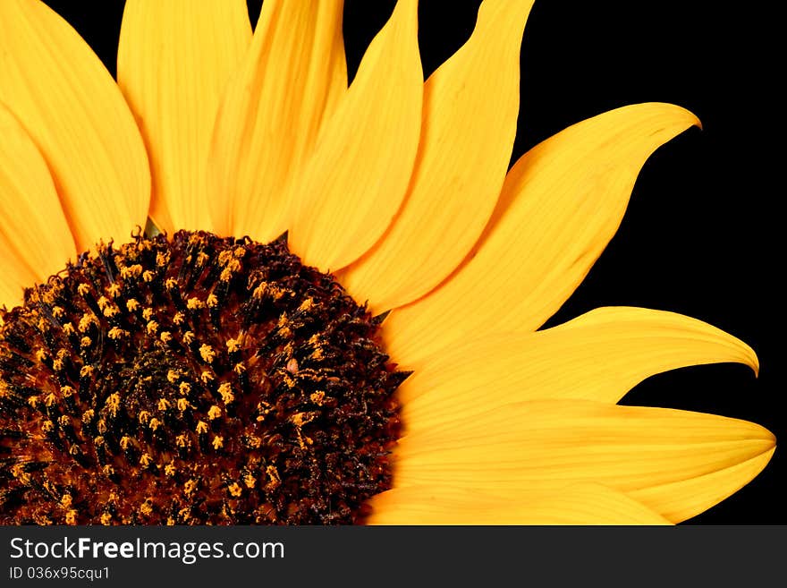 Close up of a wild sunflower - shot with black background