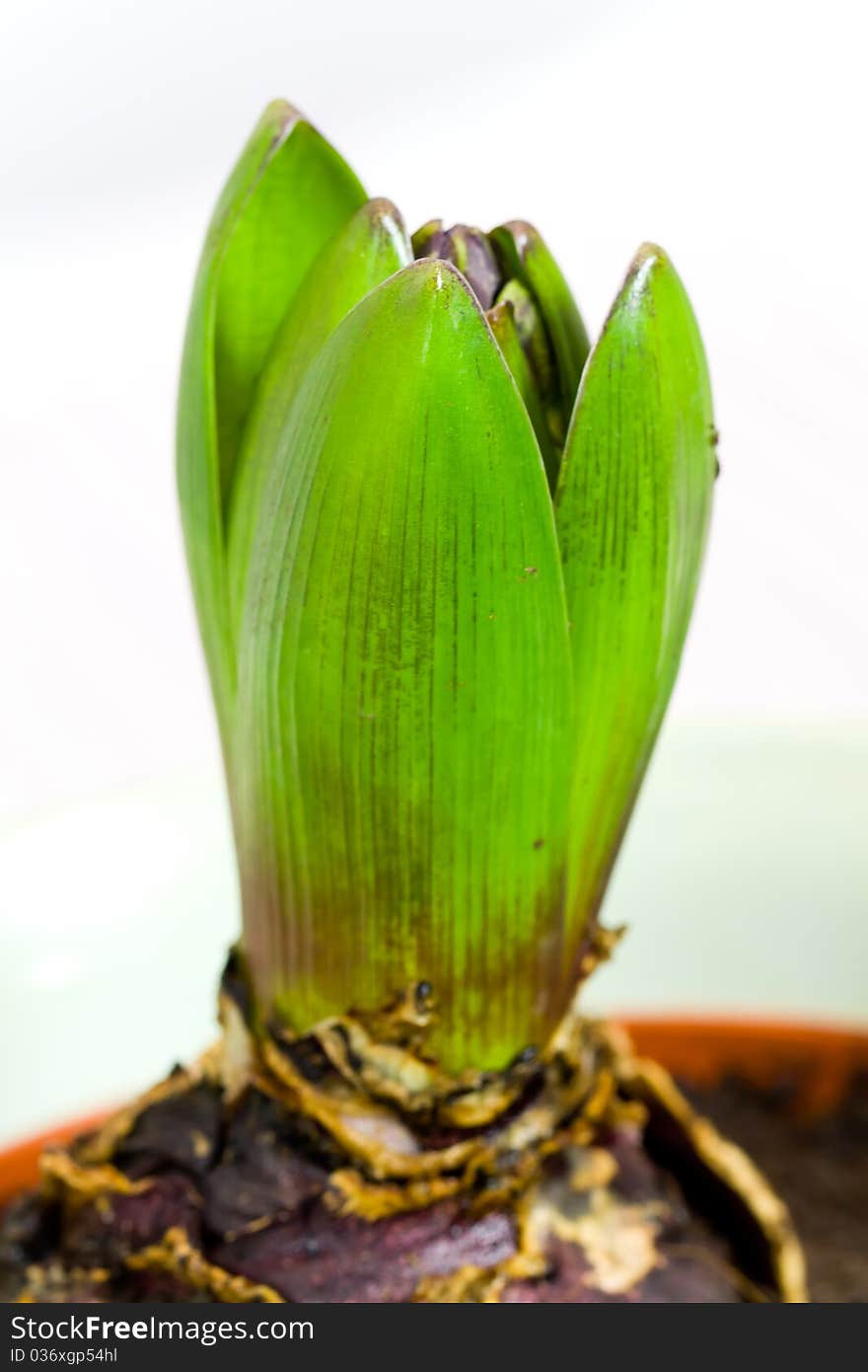 Blue hyacinth leaves blooming in spring