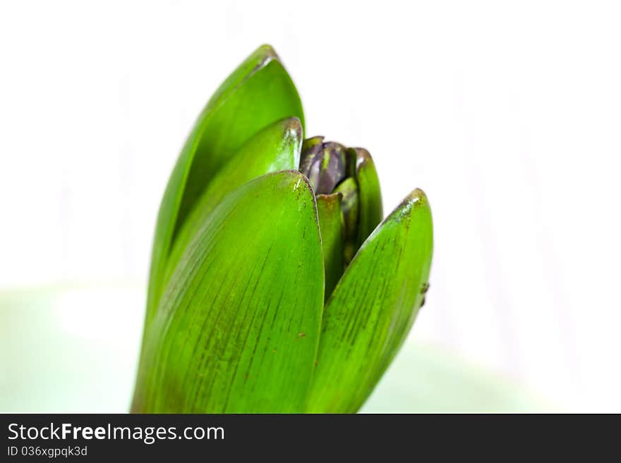 Young blue hyacinth leaves blooming in spring.