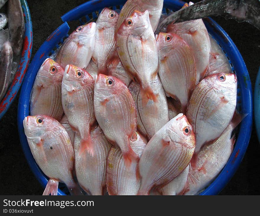 Fresh fish for sale in the market