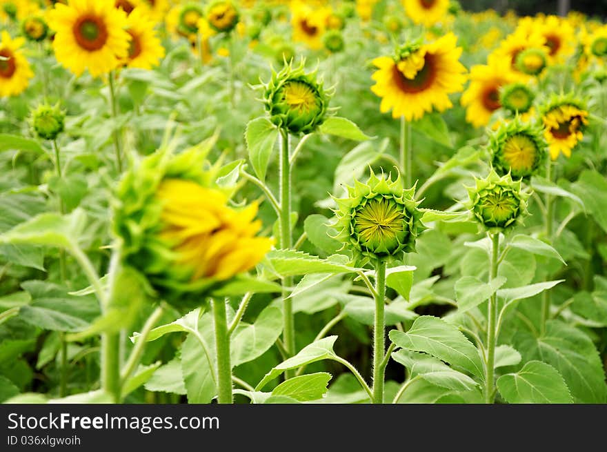 Field of young sunflowers