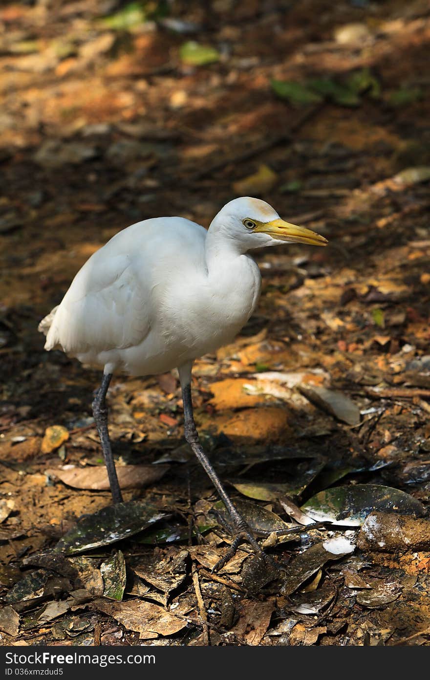 White cattle egret bird on the ground