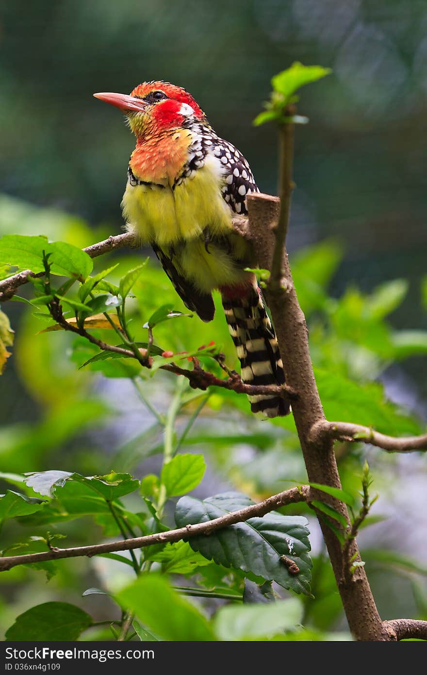 Colorful barbet bird